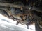 2020 Ford Super Duty F-250 SRW XL